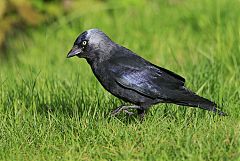 Eurasian Jackdaw